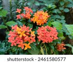 Ixora or also called Soka Flower is a genus of flowering plants in the Rubiaceae family. It is the only genus in the tribus Ixoreae. This genus consists of tropical evergreen and memi trees