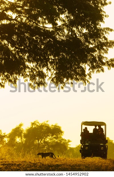 Family in an open\
game drive vehicle on an early morning safari, watching a leopard\
walk past through long\
grass.