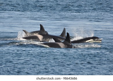 A family of orcas surfaces close together.