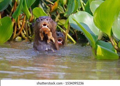 Family Otters Pantanal Brazilian Pantanal River Stock Photo (Edit Now ...