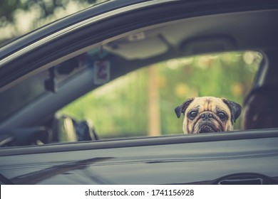 Family Outing In Car And Taking An Excited But Calm Pug Dog With Them. Travel With Family Pets Owner After Global Pandemic COVID-19