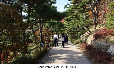 Family Outing Scenery On A Pine Tree Path In Hwadam Forest, Gwangju-si, Gyeonggi-do