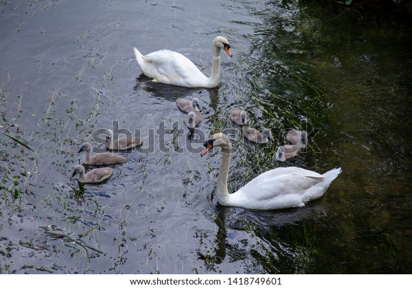 A Family\
Outing - a family of Swans having a swim together on the River Avon\
in the city centre of Salisbury. \
