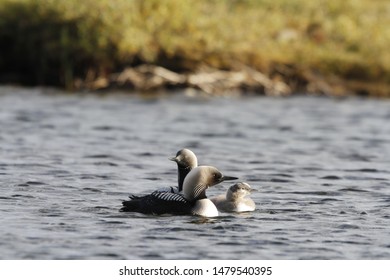 A Family Of Pacific Loons (Gavia Pacifica) Also Known As Pacific Divers Swimming In A Lake, Near Arviat Nunavut, Canada