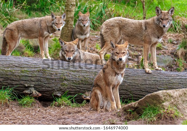 Family pack of five red wolves standing or sitting\
around a fallen tree, all looking toward the lens making a family\
portrait .The wolves in front are in focus, the wolves further\
behind softer focus