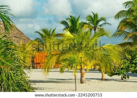Family of palm tree and coconut can grow in tropical island