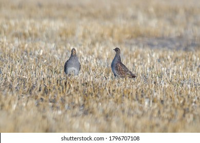 A Family Of Partridge In A Harvested Field