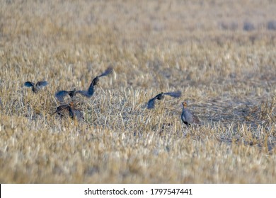 A Family Of Partridge In A Harvested Field