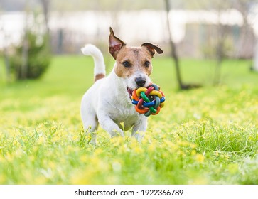 Family Pet Dog Playing With Colorful Toy On Spring Lawn In Flowers