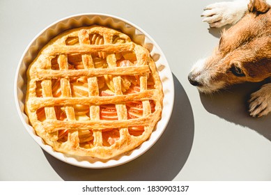 Family Pet Dog Wishing Traditional Apple Pie Made For Thanksgiving Dinner