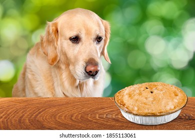 Family Pet Dog Wishing Traditional Apple Pie Made For Thanksgiving Dinner