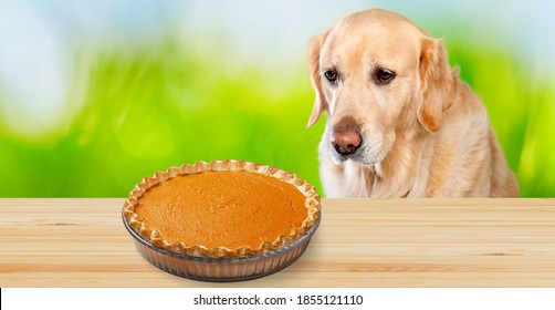 Family Pet Dog Wishing Traditional Apple Pie Made For Thanksgiving Dinner