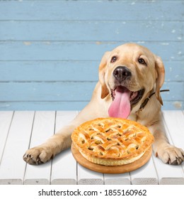 Family Pet Dog Wishing Traditional Apple Pie Made For Thanksgiving Dinner