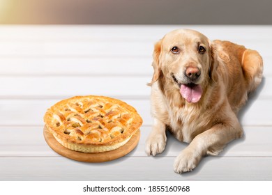 Family Pet Dog Wishing Traditional Apple Pie Made For Thanksgiving Dinner