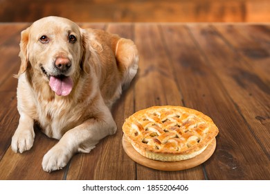 Family Pet Dog Wishing Traditional Apple Pie Made For Thanksgiving Dinner