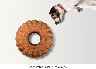 Family Pet Dog Wishing Traditional Apple Pie Made For Thanksgiving Dinner