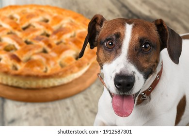 Family Pet Dog Wishing Traditional Apple Pie Made For Thanksgiving Dinner