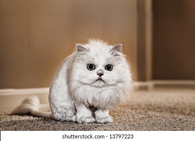 Family Pet,  A White Cat With A Lion Haircut  In An Interior Room.