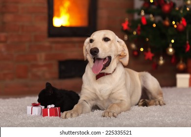 Family pets receiving gifts for Christmas - dog a kitten with small presents