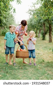 Family Picking Apples On Farm In Autumn. Children With Mother Playing In Tree Orchard. Cute Little Girl And Boy Eating Red Delicious Fruit. Harvest Concept. Apple Picking. Woman And Children