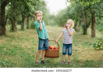 Family Picking Apples On Farm In Autumn. Children Playing In Tree Orchard. Cute Little Girl And Boy Eating Red Delicious Fruit. Harvest Concept. Apple Picking. Sister And Brother