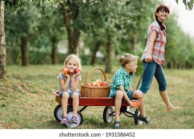 Family Picking Apples On Farm In Autumn. Children With Mother Playing In Tree Orchard. Cute Little Girl And Boy Eating Red Delicious Fruit. Harvest Concept. Apple Picking. Woman And Children