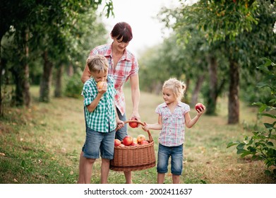 Family Picking Apples On Farm In Autumn. Children With Mother Playing In Tree Orchard. Cute Little Girl And Boy Eating Red Delicious Fruit. Harvest Concept. Apple Picking. Woman And Children