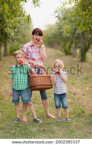 Family picking apples on farm in autumn. Children with mother playing in tree orchard. Cute little girl and boy eating red delicious fruit. Harvest Concept. Apple picking. Woman and children