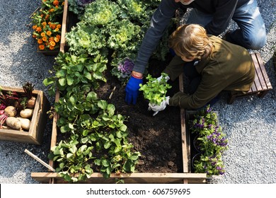Family picking vegetable from backyard garden