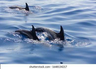 Family Of Pilot Whales Diving Into Blue Ocean. Group Of Cetaceans Showing Fins Above Water In Gran Canaria Island, Spain