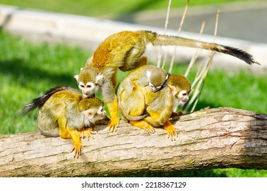 Family Of Playful Quirrel Monkeys In A Zoo. Animals Playing Together. Baby Monkey Hanging On Mother.