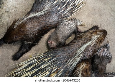 A family of porcupines sleeping after the meal. - Powered by Shutterstock