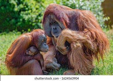 2,852 Orangutan family Images, Stock Photos & Vectors | Shutterstock