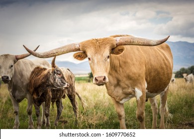 A Family of Powerful Texas Longhorn cattle in the beautiful open range country of Idaho during a cloudy summer evening