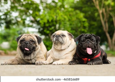 Family of pug dog.(Pug pug dog sitting on concrete road.)
