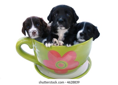 Family Of Puppies In A Big Tea Cup.