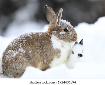 Family Of Rabbits With Bunnies In The Snow