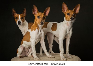 Family of Rat Terriers