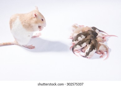 The Family Of Rats