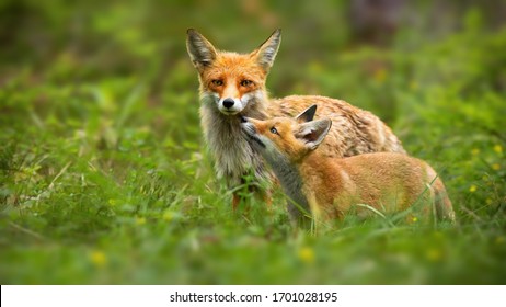 Family of red fox, vulpes vulpes, mother and young cub touching with noses in green summer nature. Close interaction between female adult mammal and her offspring. Animal wildlife. - Shutterstock ID 1701028195