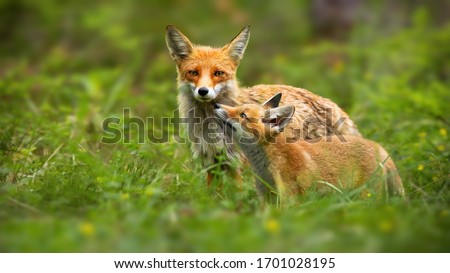 Family of red fox, vulpes vulpes, mother and young cub touching with noses in green summer nature. Close interaction between female adult mammal and her offspring. Animal wildlife.