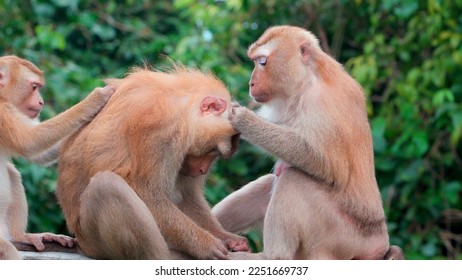 Family of red monkeys spends time on branches in forest during hot daytime hours. They do mutual grooming showing care and affection expressing sympathy. Complex of procedures for care of appearance. - Shutterstock ID 2251669737