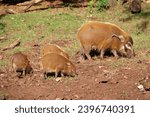 A family of Red River Hogs at the zoo