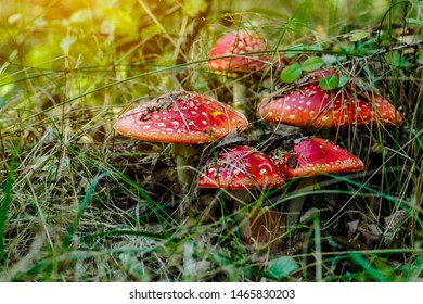 A family of red toadstools in a forest glade.Toadstool mushroom, isolated, closeup in the grass.Amanita Muscaria. - Shutterstock ID 1465830203