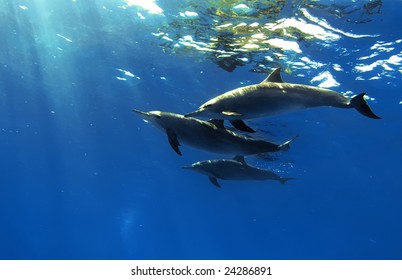 the family of red-sea whitesided-bottlenose dolphins on blue aquatic background