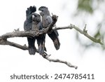 Family of Red-Tailed Black Cockatoos preening perched on a branch.