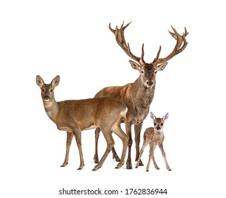 Family of reed dear. Male, Doe and fawn, isolated on white 