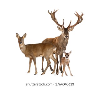 Family Of Reed Deer. Male, Doe And Fawn, Isolated On White 