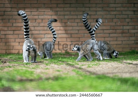 Family of ringtailed lemur, Lemur catta walking on ground with their tails up in Dendrological Park in Shekvetili, Adjara Georgia
