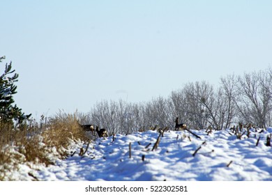 Family Of Roe Deer, Startled Escapes                  